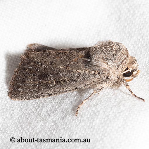 Dasygaster melambaphes, Noctuidae, Tasmania, moth