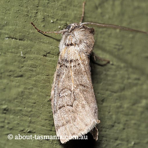 Discophlebia sp., Oenosandridae, Tasmania