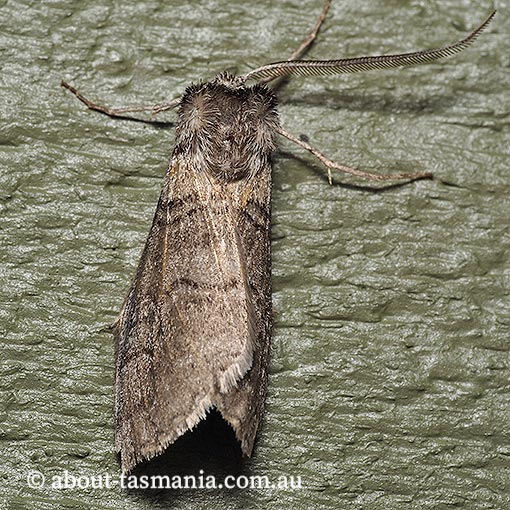 Discophlebia sp., Oenosandridae, Tasmania