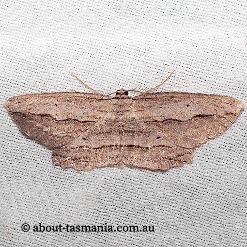 Euphronarcha epiphloea, Geometridae, Tasmania, moth