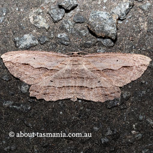 Euphronarcha epiphloea, Geometridae, Tasmania, moth