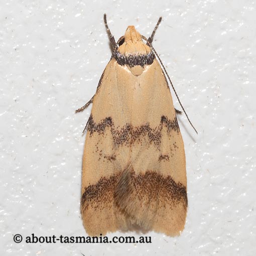 Heteroteucha anthodora, Wingia group, Oecophoridae, Tasmania, moth