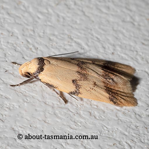 Heteroteucha anthodora, Wingia group, Oecophoridae, Tasmania, moth