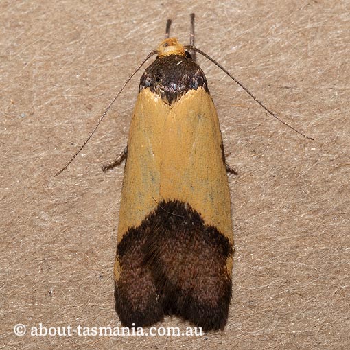 Heteroteucha kershawi, Wingia group, Oecophoridae, Tasmania, moth