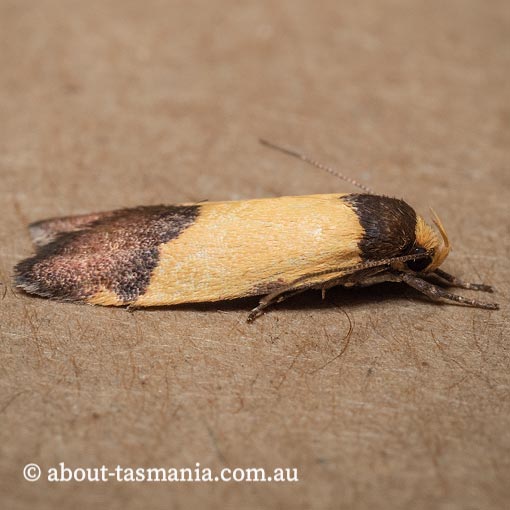 Heteroteucha kershawi, Wingia group, Oecophoridae, Tasmania, moth