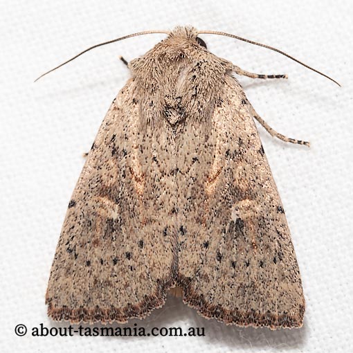 Leucania exarans, Noctuidae, Tasmania, moth