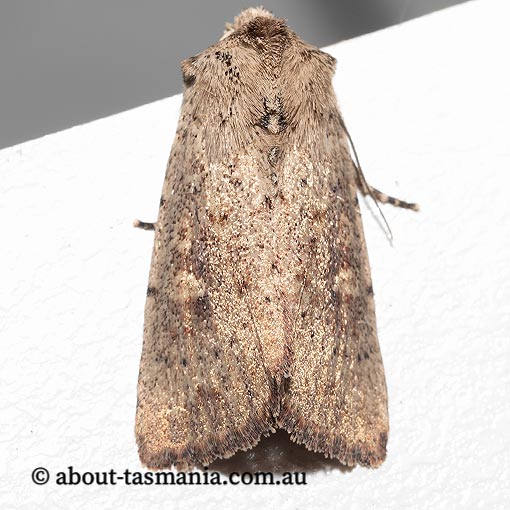 Leucania exarans, Noctuidae, Tasmania, moth