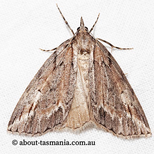 Mictodoca toxeuta, Geometridae, Tasmania, moth