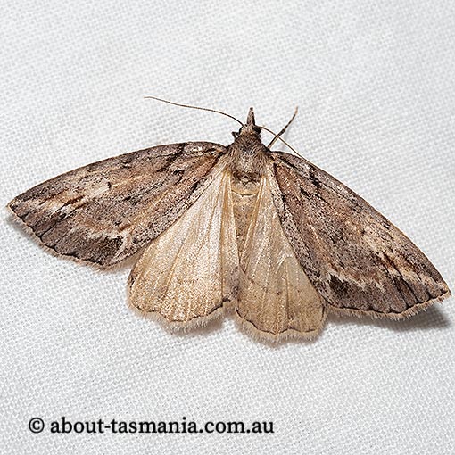 Mictodoca toxeuta, Geometridae, Tasmania, moth