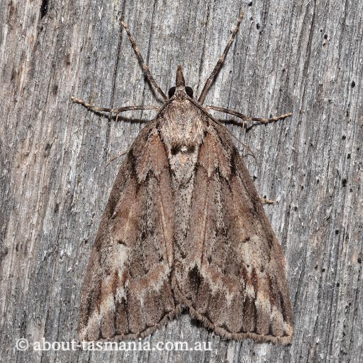Mictodoca toxeuta, Geometridae, Tasmania, moth