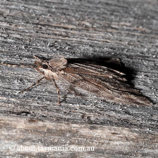 Mictodoca toxeuta, Geometridae, Tasmania, moth