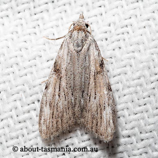 Nola monozona, Nolidae, Tasmania, moth