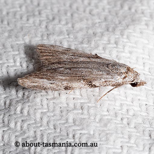 Nola monozona, Nolidae, Tasmania, moth