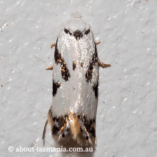 Opostega sp. ANIC15, Opostegidae, Tasmania, moth