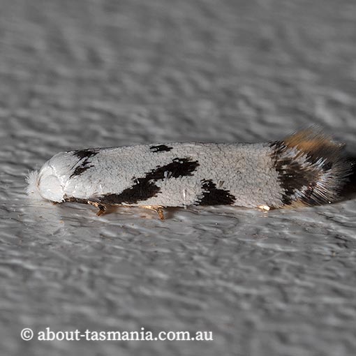 Opostega sp. ANIC15, Opostegidae, Tasmania, moth