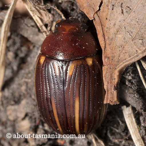 Paropsisterna lineata, Chrysomelidae, Tasmania, beetle