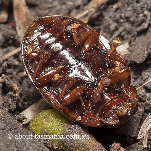 Paropsisterna lineata, Chrysomelidae, Tasmania, beetle