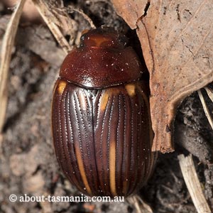 Paropsisterna lineata