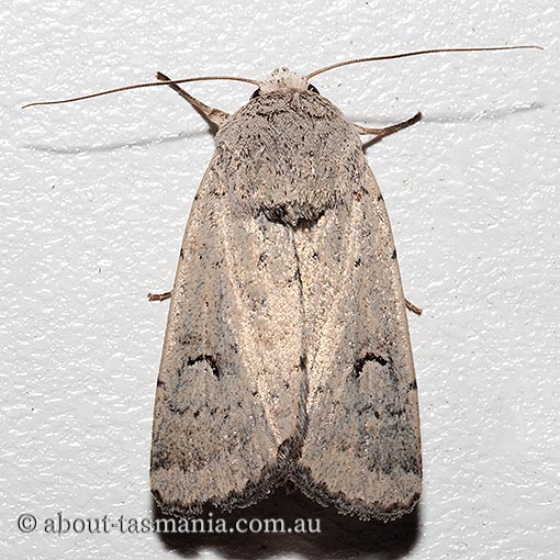 Proteuxoa spodias, Noctuidae, Tasmania, moth