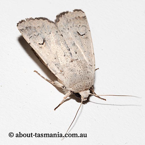 Proteuxoa spodias, Noctuidae, Tasmania, moth
