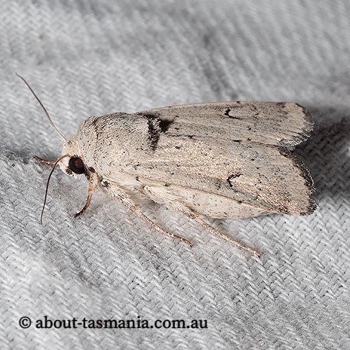 Proteuxoa spodias, Noctuidae, Tasmania, moth