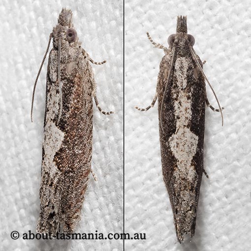 Strepsicrates macropetana, Tortricidae, Tasmania, moth