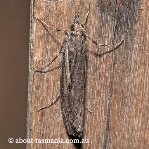 Tawhitia pentadactylus, Crambidae, Tasmania, moth