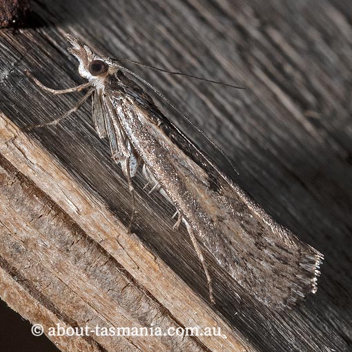 Tawhitia pentadactylus, Crambidae, Tasmania, moth