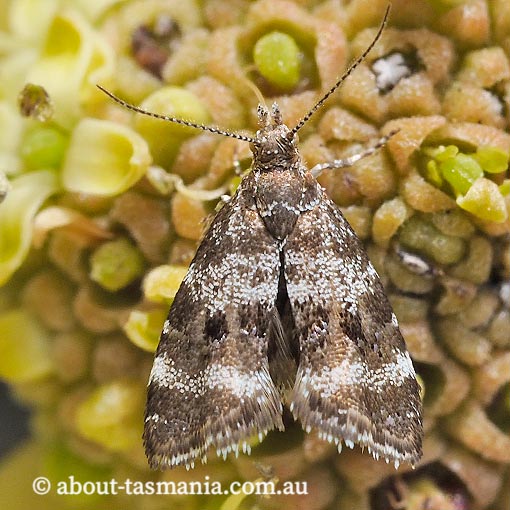 Tebenna micalis, Choreutidae, Metalmark Moth, Tasmania, moth