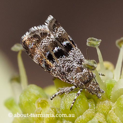 Tebenna micalis, Choreutidae, Metalmark Moth, Tasmania, moth