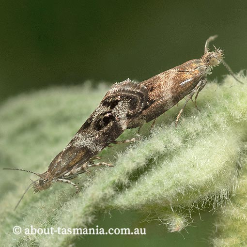 Tebenna micalis, Choreutidae, Metalmark Moth, Tasmania, moth