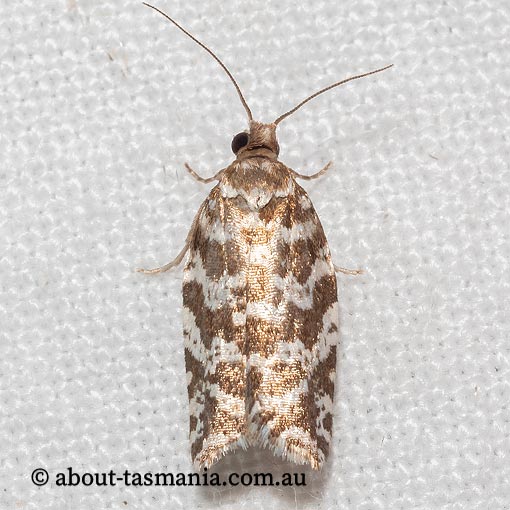 Technitis hydractis, Tortricidae, Tasmania, moth