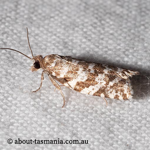 Technitis hydractis, Tortricidae, Tasmania, moth