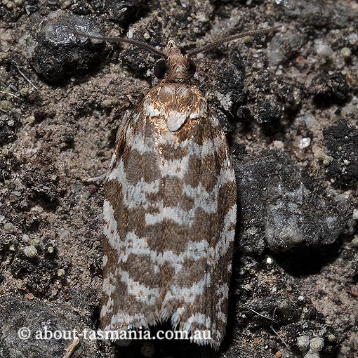 Technitis hydractis, Tortricidae, Tasmania, moth