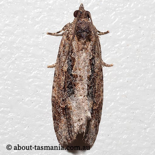 Thrincophora lignigerana, Tortricidae, Tasmania, moth
