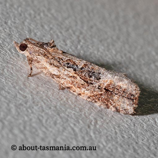 Thrincophora lignigerana, Tortricidae, Tasmania, moth