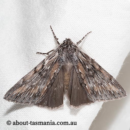 Chlenias nodosus | About Tasmania