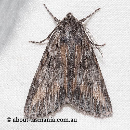 Chlenias nodosus, Geometridae, Tasmania, moth
