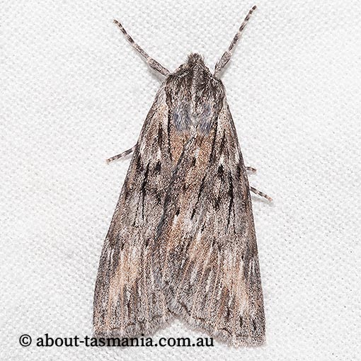 Chlenias nodosus, Geometridae, Tasmania, moth
