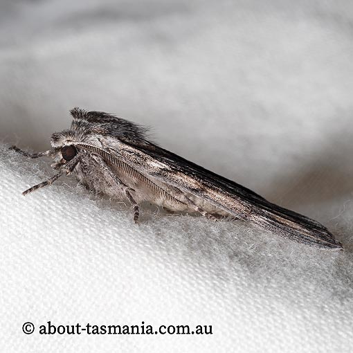 Chlenias nodosus, Geometridae, Tasmania, moth