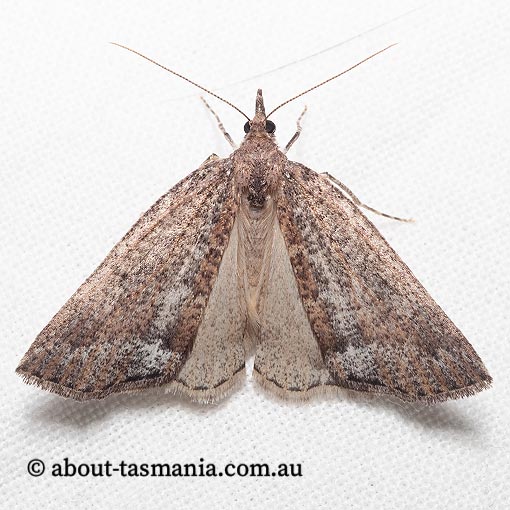 Conosara castanea, Geometridae, Tasmania, moth