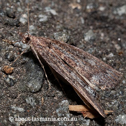 Conosara castanea, Geometridae, Tasmania, moth
