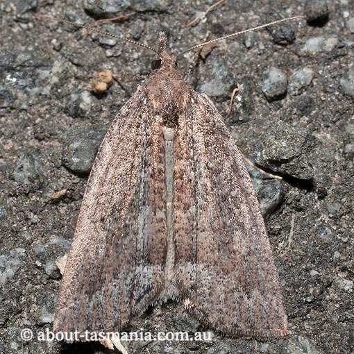 Conosara castanea, Geometridae, Tasmania, moth