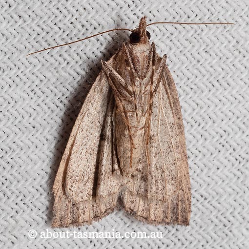 Conosara castanea, Geometridae, Tasmania, moth