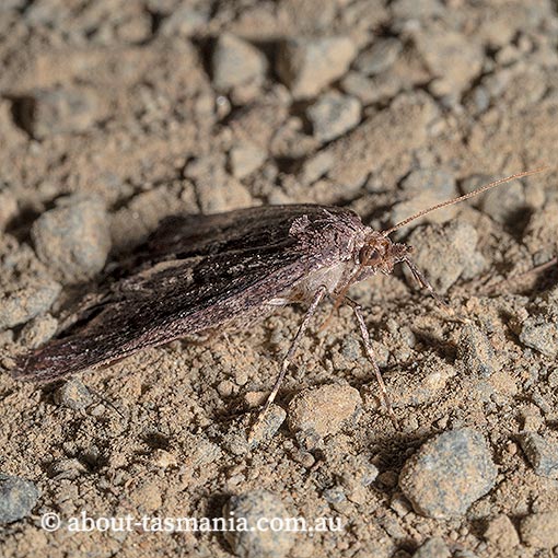 Conosara castanea, Geometridae, Tasmania, moth