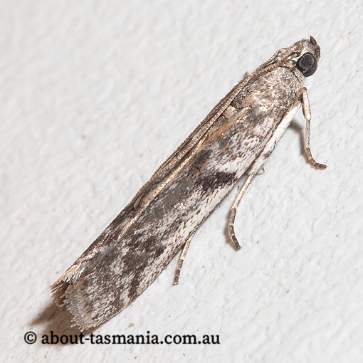 Cryptoblabes hemigypsa, Pyralidae, Tasmania, moth