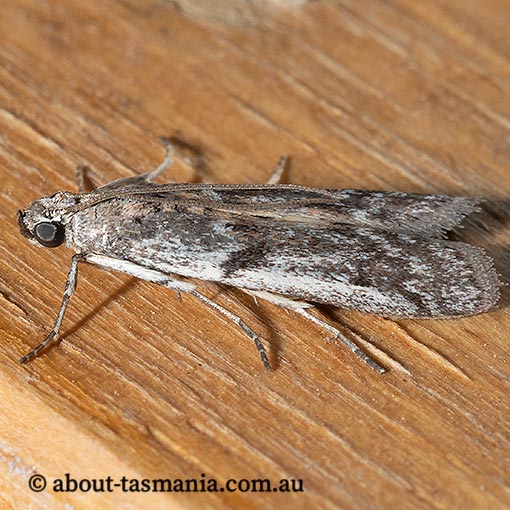 Cryptoblabes hemigypsa, Pyralidae, Tasmania, moth