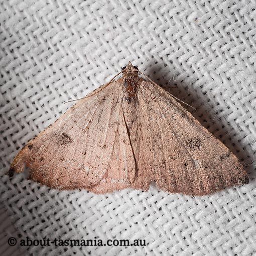 Dasybela sp. ANIC1, Geometridae, Tasmania, moth