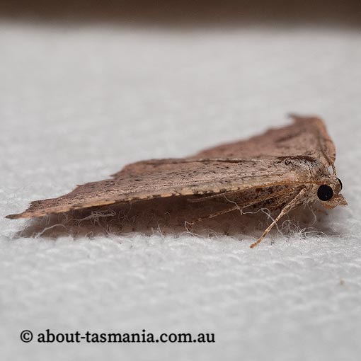 Dasybela sp. ANIC1, Geometridae, Tasmania, moth