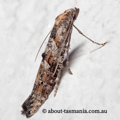Gnathifera eurybias